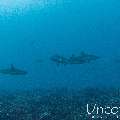 Grey Reefshark (Carcharhinus amblyrhynchos), photo taken in Maldives, Male Atoll, South Male Atoll, Cocoa Thila