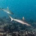 Grey Reefshark (Carcharhinus amblyrhynchos), photo taken in Maldives, Male Atoll, South Male Atoll, Cocoa Thila