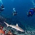 Grey Reefshark (Carcharhinus amblyrhynchos), photo taken in Maldives, Male Atoll, South Male Atoll, Cocoa Thila