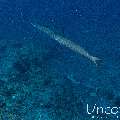 Great Barracuda (Sphyraena barracuda), photo taken in Maldives, Male Atoll, South Male Atoll, Cocoa Thila