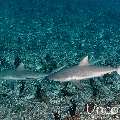 Grey Reefshark (Carcharhinus amblyrhynchos), photo taken in Maldives, Male Atoll, South Male Atoll, Cocoa Thila