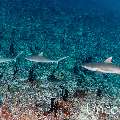 Grey Reefshark (Carcharhinus amblyrhynchos), photo taken in Maldives, Male Atoll, South Male Atoll, Cocoa Thila