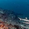 Grey Reefshark (Carcharhinus amblyrhynchos), photo taken in Maldives, Male Atoll, South Male Atoll, Cocoa Thila