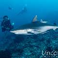 Grey Reefshark (Carcharhinus amblyrhynchos), photo taken in Maldives, Male Atoll, South Male Atoll, Cocoa Thila