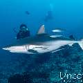 Grey Reefshark (Carcharhinus amblyrhynchos), photo taken in Maldives, Male Atoll, South Male Atoll, Cocoa Thila