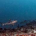 Grey Reefshark (Carcharhinus amblyrhynchos), photo taken in Maldives, Male Atoll, South Male Atoll, Cocoa Thila