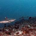 Grey Reefshark (Carcharhinus amblyrhynchos), photo taken in Maldives, Male Atoll, South Male Atoll, Cocoa Thila