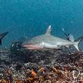 Grey Reefshark (Carcharhinus amblyrhynchos), photo taken in Maldives, Male Atoll, South Male Atoll, Cocoa Thila