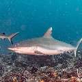 Grey Reefshark (Carcharhinus amblyrhynchos), photo taken in Maldives, Male Atoll, South Male Atoll, Cocoa Thila