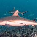 Grey Reefshark (Carcharhinus amblyrhynchos), photo taken in Maldives, Male Atoll, South Male Atoll, Cocoa Thila