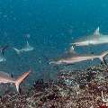 Grey Reefshark (Carcharhinus amblyrhynchos), photo taken in Maldives, Male Atoll, South Male Atoll, Cocoa Thila