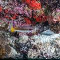 Two-spot banded snapper (Lutjanus biguttatus), photo taken in Maldives, Male Atoll, South Male Atoll, Cocoa Giri