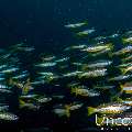 Two-spot banded snapper (Lutjanus biguttatus), photo taken in Maldives, Male Atoll, South Male Atoll, Cocoa Giri