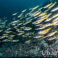 Two-spot banded snapper (Lutjanus biguttatus), photo taken in Maldives, Male Atoll, South Male Atoll, Cocoa Giri