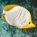 Yellowface Angelfish (Pomacanthus xanthometopon), photo taken in Maldives, Male Atoll, South Male Atoll, Cocoa Giri