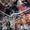 Painted spiny lobster (Panulirus versicolor), photo taken in Maldives, Male Atoll, South Male Atoll, Cocoa Giri