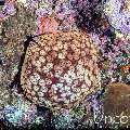 Pincussion Starfish, photo taken in Maldives, Male Atoll, South Male Atoll, Cocoa Giri