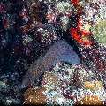 Giant Moray (Gymnothorax javanicus), photo taken in Maldives, Male Atoll, South Male Atoll, Cocoa Giri