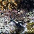 Painted spiny lobster (Panulirus versicolor), photo taken in Maldives, Male Atoll, South Male Atoll, Cocoa Giri