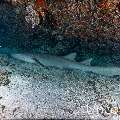 Tawny Nurse Shark (Nebrius ferrugineus), photo taken in Maldives, Male Atoll, South Male Atoll, Cocoa Giri