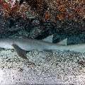 Tawny Nurse Shark (Nebrius ferrugineus), photo taken in Maldives, Male Atoll, South Male Atoll, Cocoa Giri