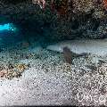 Tawny Nurse Shark (Nebrius ferrugineus), photo taken in Maldives, Male Atoll, South Male Atoll, Cocoa Giri
