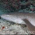 Tawny Nurse Shark (Nebrius ferrugineus), photo taken in Maldives, Male Atoll, South Male Atoll, Cocoa Giri