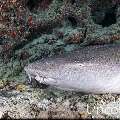 Tawny Nurse Shark (Nebrius ferrugineus), photo taken in Maldives, Male Atoll, South Male Atoll, Cocoa Giri
