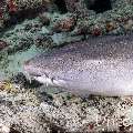 Tawny Nurse Shark (Nebrius ferrugineus), photo taken in Maldives, Male Atoll, South Male Atoll, Cocoa Giri