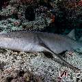 Tawny Nurse Shark (Nebrius ferrugineus), photo taken in Maldives, Male Atoll, South Male Atoll, Cocoa Giri