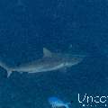Grey Reefshark (Carcharhinus amblyrhynchos), photo taken in Maldives, Male Atoll, South Male Atoll, Cocoa Thila