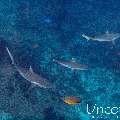 Grey Reefshark (Carcharhinus amblyrhynchos), photo taken in Maldives, Male Atoll, South Male Atoll, Cocoa Thila