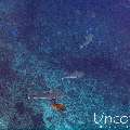 Grey Reefshark (Carcharhinus amblyrhynchos), photo taken in Maldives, Male Atoll, South Male Atoll, Cocoa Thila
