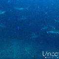 Grey Reefshark (Carcharhinus amblyrhynchos), photo taken in Maldives, Male Atoll, South Male Atoll, Cocoa Thila