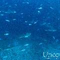 Grey Reefshark (Carcharhinus amblyrhynchos), photo taken in Maldives, Male Atoll, South Male Atoll, Cocoa Thila