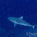 Grey Reefshark (Carcharhinus amblyrhynchos), photo taken in Maldives, Male Atoll, South Male Atoll, Cocoa Thila