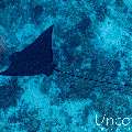 Ocellated eagle ray (Aetobatus ocellatus), photo taken in Maldives, Male Atoll, South Male Atoll, Cocoa Thila