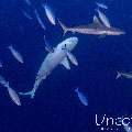 Grey Reefshark (Carcharhinus amblyrhynchos), photo taken in Maldives, Male Atoll, South Male Atoll, Cocoa Thila