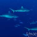 Grey Reefshark (Carcharhinus amblyrhynchos), photo taken in Maldives, Male Atoll, South Male Atoll, Cocoa Thila