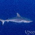 Grey Reefshark (Carcharhinus amblyrhynchos), photo taken in Maldives, Male Atoll, South Male Atoll, Cocoa Thila