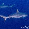 Grey Reefshark (Carcharhinus amblyrhynchos), photo taken in Maldives, Male Atoll, South Male Atoll, Cocoa Thila