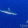 Grey Reefshark (Carcharhinus amblyrhynchos), photo taken in Maldives, Male Atoll, South Male Atoll, Cocoa Thila