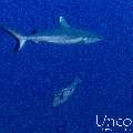 Grey Reefshark (Carcharhinus amblyrhynchos), photo taken in Maldives, Male Atoll, South Male Atoll, Cocoa Thila