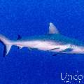 Grey Reefshark (Carcharhinus amblyrhynchos), photo taken in Maldives, Male Atoll, South Male Atoll, Cocoa Thila