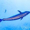 Dogtooth Tuna (Gymnosarda unicolor), photo taken in Maldives, Male Atoll, South Male Atoll, Cocoa Thila