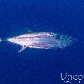 Dogtooth Tuna (Gymnosarda unicolor), photo taken in Maldives, Male Atoll, South Male Atoll, Cocoa Thila