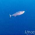 Dogtooth Tuna (Gymnosarda unicolor), photo taken in Maldives, Male Atoll, South Male Atoll, Maafushi Beiru