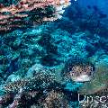 Porcupine Pufferfish (Diodon holocanthus), photo taken in Maldives, Male Atoll, South Male Atoll, Maafushi Beiru
