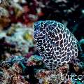 Honeycomb Moray (Gymnothorax favagineus), photo taken in Maldives, Male Atoll, South Male Atoll, Maafushi Beiru