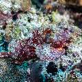 Tassled Scorpionfish (Scorpaenopsis oxycephala), photo taken in Maldives, Male Atoll, South Male Atoll, Maafushi Beiru